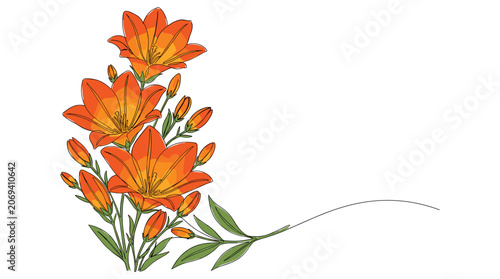 One line drawing continuous doodle art orange lily flower arrangement watercolor style illustration vector graphic.