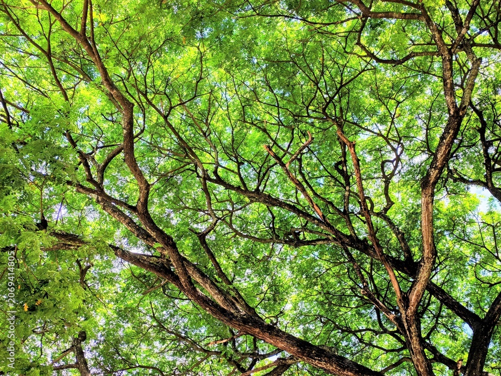 Fototapeta premium Low angle view of lush green tree canopy with sunlight nature background vibrant leaves forest texture sustainable environment fresh foliage outdoor lifestyle.
