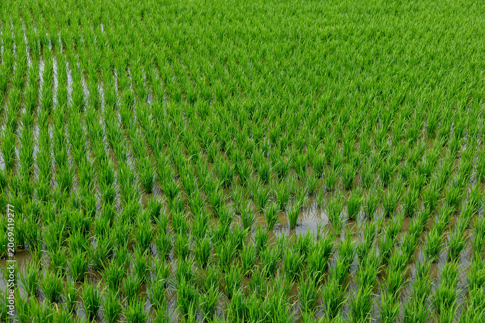 Fototapeta premium green rice field