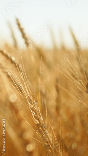 Golden wheat swaying in warm sunlight with gentle breeze across rural field