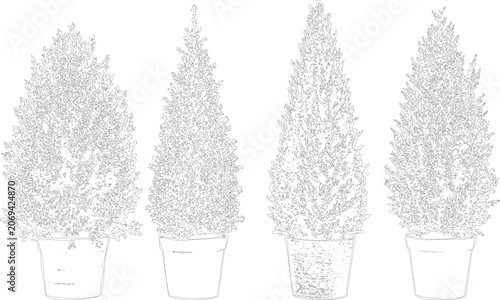 Quadro su tela Collection of four topiaries in pots, conical shaped plants with dense foliage, simple line drawings