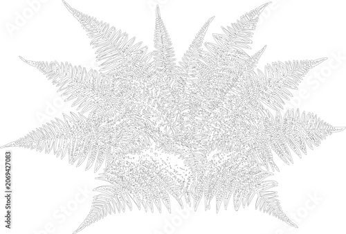Foto Intricate fern frond radial design, detailed botanical illustration, natural pattern, ornamental symmetry, organic graphic element for nature themed projects