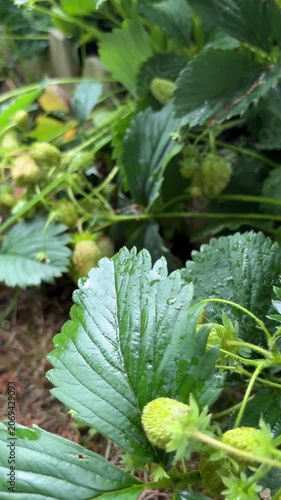 Garden strawberries beginning to ripen among green leaves  Vertical mobile video