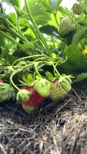 Garden strawberries beginning to ripen on vines with green leaves  Vertical mobile video