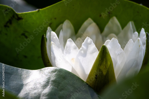 Bild auf Leinwand Sunlit petals of a white water lily rise sharply between curved leaves