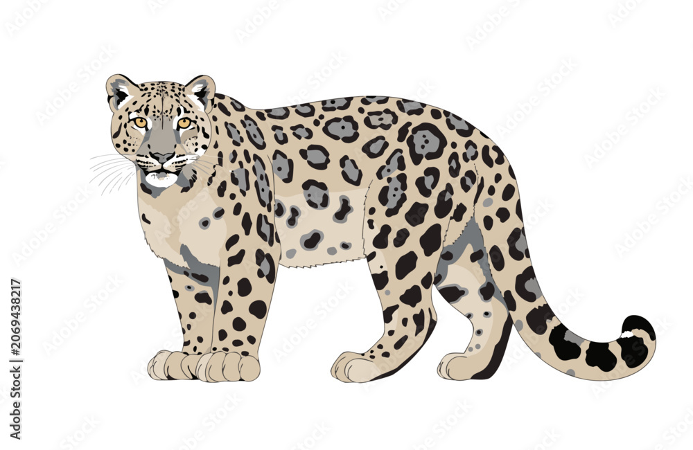 Obraz premium Full body illustration of a majestic snow leopard standing isolated on a white background