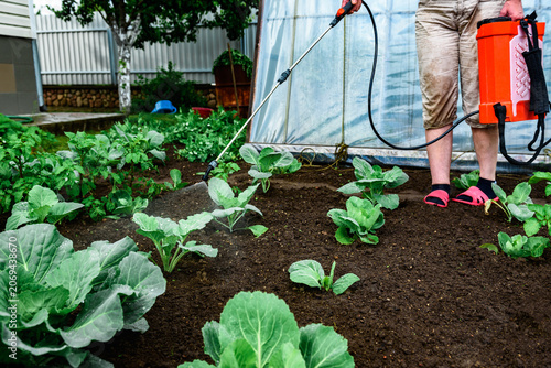 Gardener spraying cabbage leaves to protect it from pests.