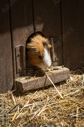 Brown guinea pig with a white nose peeking out of a board house.