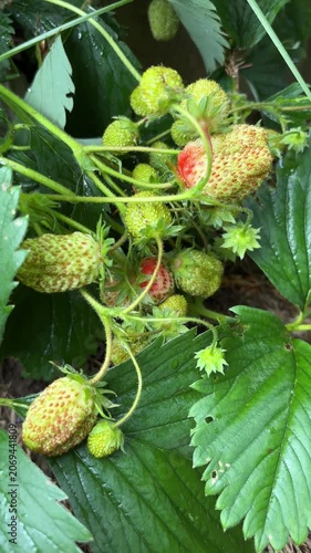 Garden strawberries beginning to ripen on the plant in summer  Vertical mobile video