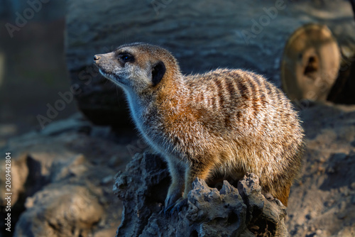 South African meerkat on the ground