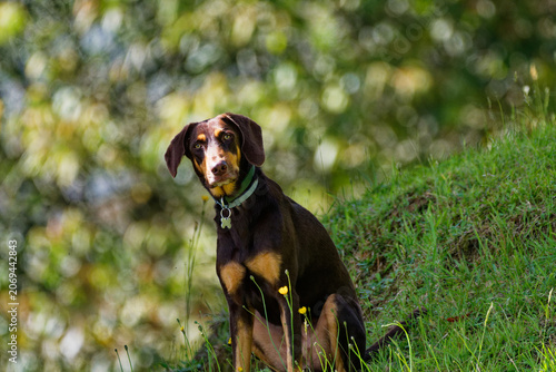 Cute brown doberman pinscher sitting in the wilderness with a blurry background in Colombia.