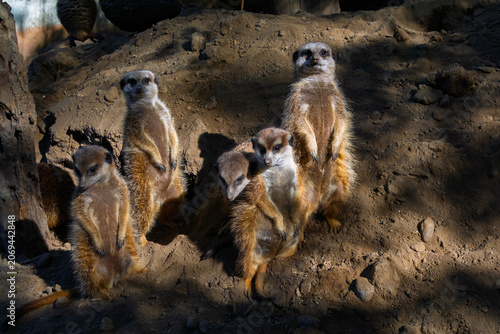 South African meerkats