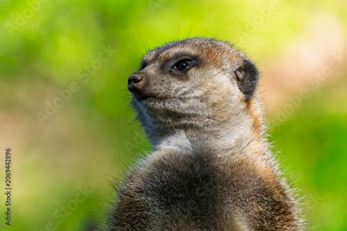 South African meerkat on the ground