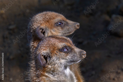 South African meerkats