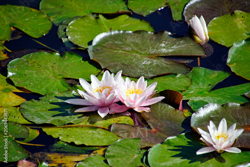 Photos These aquatic perennials belong to the Nymphaeae family and are commonly known as water lilies