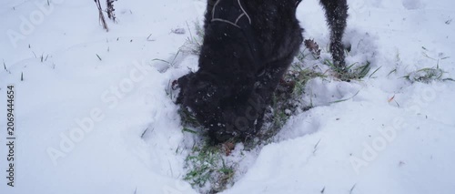 Black Labradoodle Digging in Fresh Snow During Winter