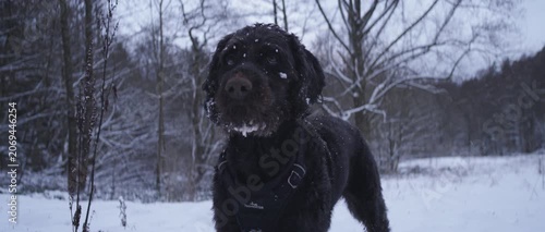 Black Labradoodle Digging in Fresh Snow During Winter