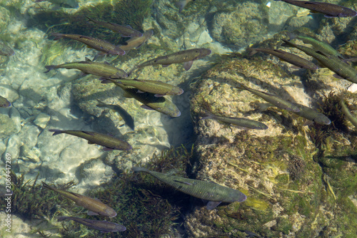 Fish in clear water in Krka National Park in Croatia
