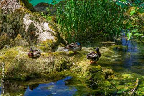 Mallards at a brook in the wilderness