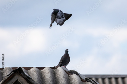 Fényképezés A pigeon bursts upward from a corrugated roof with wings fully spread while anot