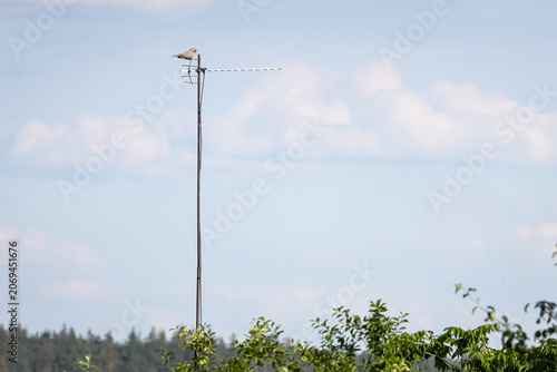 A small bird perches on a tall antenna mast above treetops against a wide sky capturing a minimalist sense of height communication hardware and the meeting of technology and nature