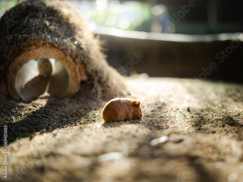 Tableau sur toile Domestic guinea pig (Cavia porcellus) resting in warm natural sunlight beside a shelter while another guinea pig remains inside
