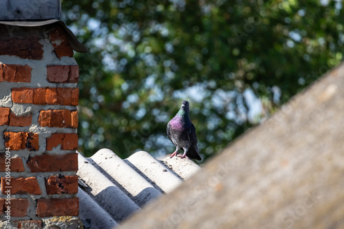 A city pigeon stands on a weathered tiled roof by a rustic brick chimney with soft green trees in the background catching warm sunlight and watching the yard with quiet alert curiosity