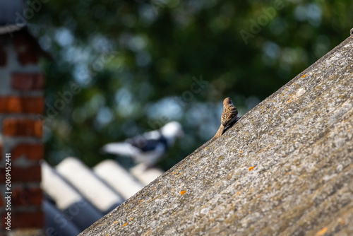 Brown sparrow rests on a gritty rooftop ridge with shallow depth of field and soft green background as afternoon light reveals texture and the calm behavior of a common backyard bird