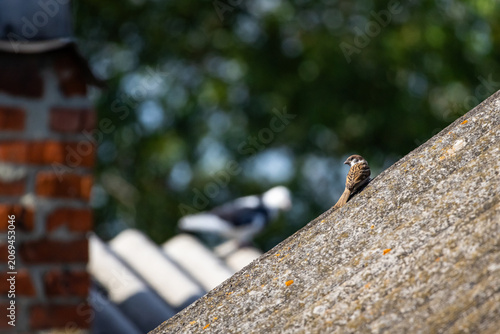 Curious sparrow sits near the peak of a worn roof against leafy blur and dappled light conveying gentle city nature and stillness on a bright day with textures of moss and aged cement