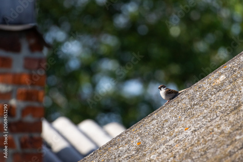Small bird perched on a sloped rooftop in warm morning light. Rough shingles lead to a brick chimney. Green bokeh trees blur in the background. Quiet suburban scene with copy space