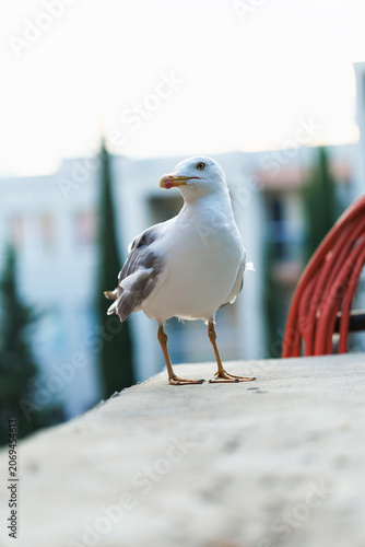 Canvastavla Seagull standing on concrete balcony railing with blurred modern buildings backg