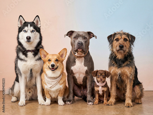 Group of purebred and mixed breed dogs sitting together in a studio, symbolizing diversity, inclusion, equality, companionship, pet adoption, and acceptance of differences.