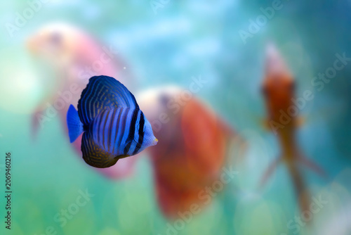 Red Sea Sailfin Tang (Zebrasoma desjardinii) swimming near coral reef, striped tropical fish underwater.