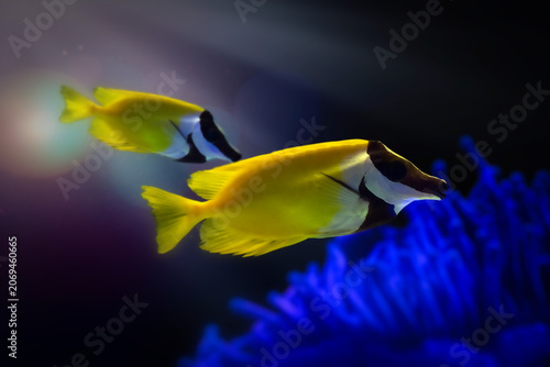 Foxface Rabbitfish (Siganus vulpinus) swimming near coral reef, yellow and black tropical fish underwater.