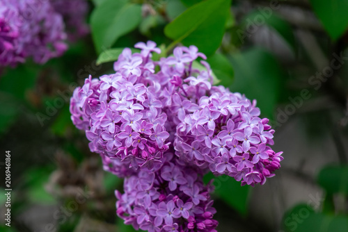 purple lilac flowers