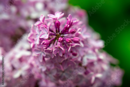 close up of lilac flowers