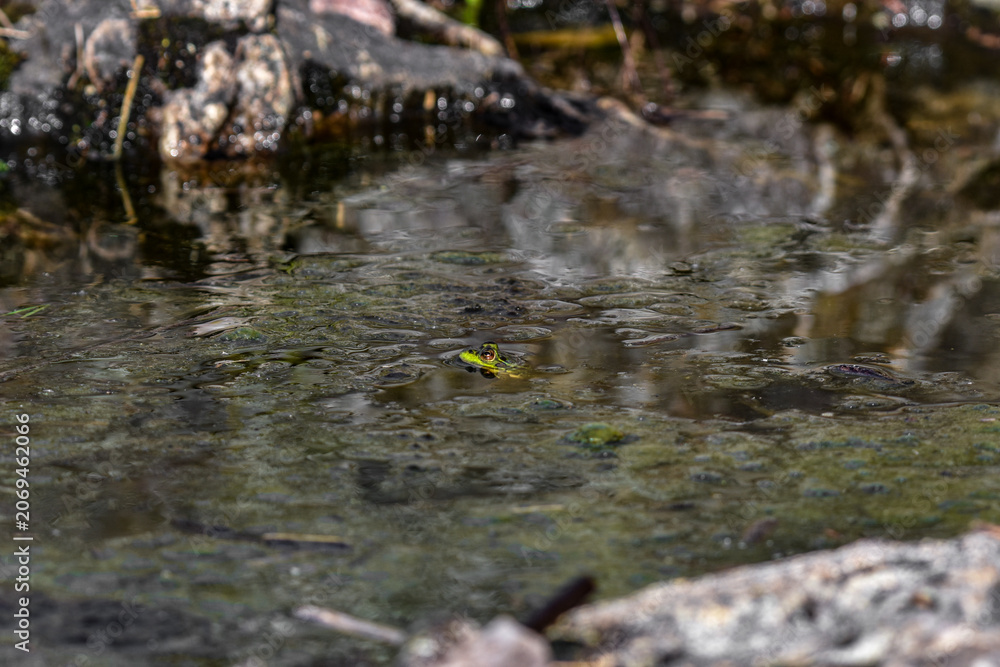 Fototapeta premium frog in rain