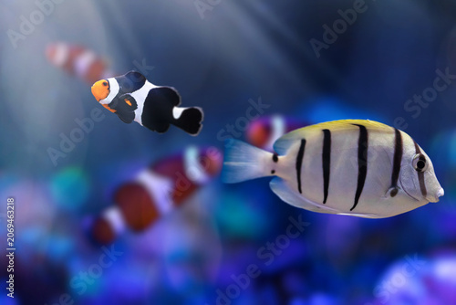 Convict Tang (Acanthurus triostegus) swimming over coral reef, striped surgeonfish underwater close-up.
