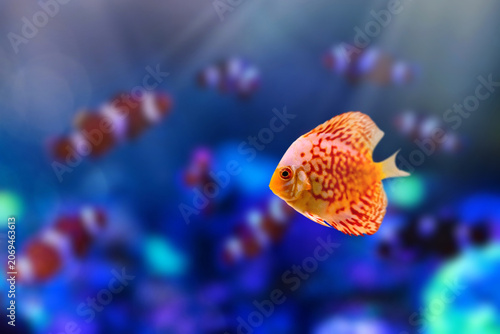 Discus fish (Symphysodon) swimming in freshwater aquarium, colorful tropical fish close-up.