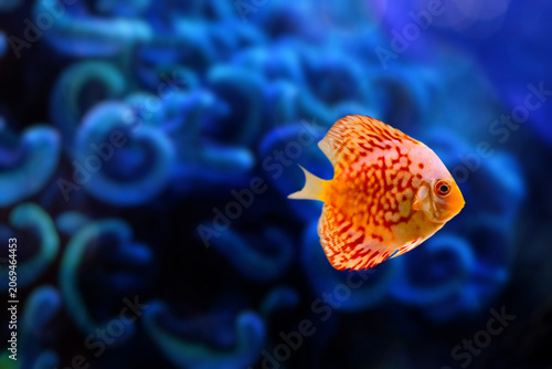 Discus fish (Symphysodon) swimming in freshwater aquarium, colorful tropical fish close-up.