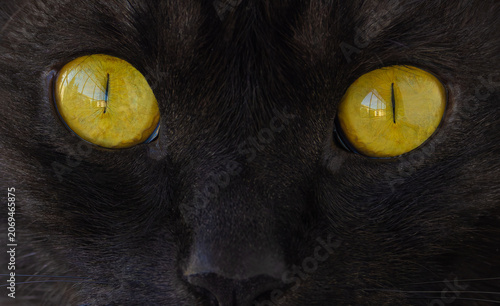 Принти на полотні Intense, vibrant yellow eyes of a black feline