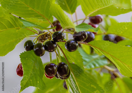 Fotografie A twig with ripe Wild cherries (Prunus avium) seen from below