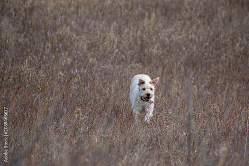 dog on the grass