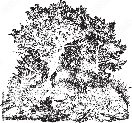 Quadro su tela Detailed ink a mature pine tree on a rocky outcrop with dense foliage