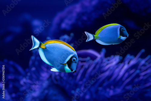 Powder Blue Surgeonfish (Acanthurus leucosternon) swimming near coral reef, blue and yellow tropical fish underwater.