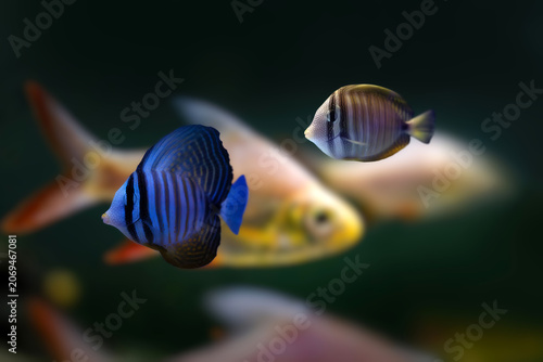 Red Sea Sailfin Tang (Zebrasoma desjardinii) swimming near coral reef, striped tropical fish underwater.