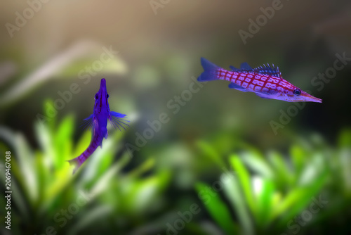 Longnose Hawkfish (Oxycirrhites typus) perched on coral, red and white striped tropical fish underwater.