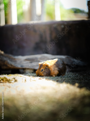 Domestic guinea pig (Cavia porcellus) illuminated by warm natural sunlight while resting on the ground. Minimal composition with selective focus and dark background creating a calm and peaceful atmosp
