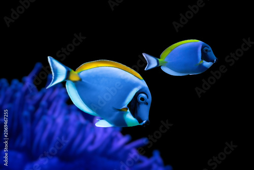 Powder Blue Surgeonfish (Acanthurus leucosternon) swimming near coral reef, blue and yellow tropical fish underwater.