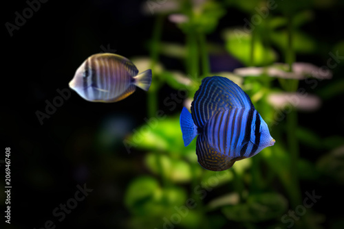Red Sea Sailfin Tang (Zebrasoma desjardinii) swimming near coral reef, striped tropical fish underwater.